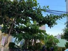 Hình ảnh Bán lô đất đep 100m2 MT Lý Tử Tấn, sát Bà Rô, đầu tuyến Sơn Trà