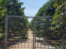 Hình ảnh Đất vườn 1015m2 CHƠN THÀNH, BÌNH PHƯỚC, shr, CHỈ 391TR