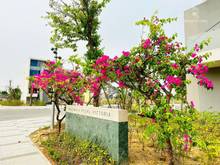 Hình ảnh Chỉ 12 ty xx sở hữu ngay căn villas 427m2 , sổ lâu dài ven biển ĐN