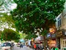 Hình ảnh Bán nhà mp Nguyễn Khang gần giao lộ Cầu Giấy 6 tầng giá nhỉnh 24 tỷ