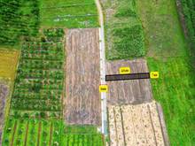 Hình ảnh Bán đất ngang 7m dài 41m ở Ấp Rộc B, Tây ninh, full thổ cư