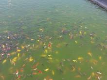 Hình ảnh Bán nhanh lô đất 100% view biển Tuy Phong, cam kết thuê lại đất 5 năm