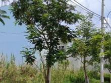 Hình ảnh Đất vàng 89m2 Nguyễn Duy Trinh, P. Bình Trưng Đông, Q2, giá 3 tỷ 2,SHR