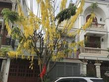 Hình ảnh Cho thuê nhà MẶT TIỀN 100m2 khu đường DC, Tân Phú, 1 trệt 1 lầu, 2PN
