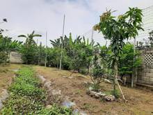 Hình ảnh 🏡 Bán 1323m2 Nhà và Vườn cây ăn trái View sông con