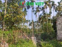 Hình ảnh Hơn 2000m2 đất nghỉ dưỡng, sẵn ao vườn , mặt đường 8m Liên Khê