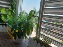 Hình ảnh Cho Thuê Văn Phòng Sunrise City 9Tr 44m2