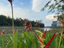 Hình ảnh Bán nhanh căn hộ cao cấp The Peak Midtown, PMH, Q.7