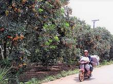 Hình ảnh bán vườn 185tr sao sổ hồng riêng chính chủ