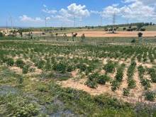 Hình ảnh Cần bán lô đất farm Tuy Phong, Bình Thuận diện tích 5091m2