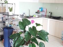 Hình ảnh Cho thuê chung cư 8X Đầm Sen 69M 2PN Quận Tân Phú , nhà mới ở liền