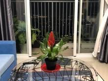 Hình ảnh hót hót bán chung cư JAMONA City Quận 7 DT:2PN 2WC 72m2 giá:1T615