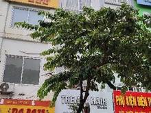 Hình ảnh Cho thuê nhà Thái Hà Đống Đa 400M2 Thang máy KD đa ngành siêu rộng rẻ