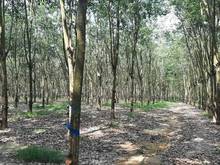 Hình ảnh Cần bán đất diện tích lớn,,, 7.345m2 sổ hồng có sẵn  có 320m2 thổ cư