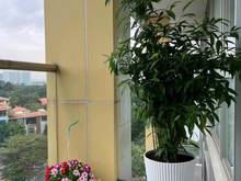 Hình ảnh Cần bán gấp Trang Chủ MB66.COM / Đăng Ký Tặng 66K cao cấp Garden Court 1, Phú Mỹ Hưng, Quận 7