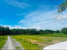 Hình ảnh 🍀🍀Ấp Rộc A- Gò Dầu- Tây Ninh  Duy nhất 1 lô rẻ, đẹp, giá tốt:   🎄