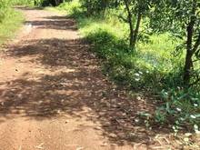 Hình ảnh Cần bán hơn 16000m đất ở xã Long Phước bến Cầu Tây Ninh. Mặt tiền lộ s