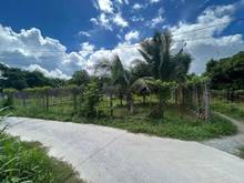 Hình ảnh Đất Trâm vàng, thanh phước gò dầu Tây Ninh  👉🏻15*47 3mt có 80mtc+cln