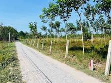 Hình ảnh 2 Lô Ấp Rộc A Thạnh Đức Gò Dầu - Tây Ninh  🍀 DT 5*32m full thổ khu dâ