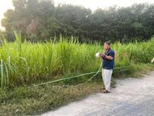 Hình ảnh Ấp trảng sa , đôn thuận tx trảng bàng Tây ninh