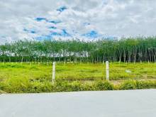 Hình ảnh 11 LÔ xã Phan - Dương Minh Châu, 5x37m (FULL Thổ), BANK hỗ trợ vay tối