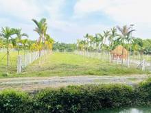 Hình ảnh Hot Hot Ấp CÂY DA -HIỆP THẠNH-GÒ DẦU : FULL THỔ : 14,6 * 40 : 470tr CH
