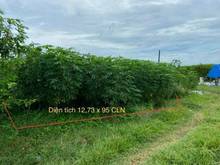 Hình ảnh CẦN BÁN ĐẤT ĐẸP THẠNH TÂN  - Ấp Thạnh Lợi , Xã Thạnh Tân , Tp Tây Ninh