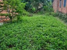Hình ảnh Chủ cần ra gấp lô đất cặp đường bưu điện dương minh châu Tây Ninh SHR