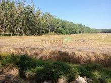 Hình ảnh Bán gấp lô đất đường Tân Hà, thị trấn Tân Châu, Tân Châu, Tây Ninh