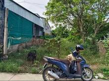 Hình ảnh 2 lô đất liền kề mặt tiền đường bê tông thông Phước Trạch, Gò Dầu, TN
