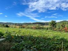 Hình ảnh 📍 📍 📍 Cần tiền bán gấp lô đất 3850m2 giá 2 tỷ tại Tu Tra
