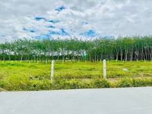 Hình ảnh ✍️✍️✍️Bung 12 nền (100m thổ cư) tại Hoà Thành, Tây Ninh Giá 275 triệu