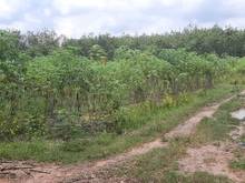 Hình ảnh Ra lô đất Thổ Cư 762 m2, TT Tân Châu, Tây Ninh giá chỉ 625 triệu SHR