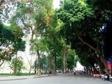 Hình ảnh Cho thuê nhà mặt phố Hàng Khay, 45m2, mt 6m.