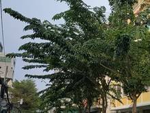 Hình ảnh Bán nhà 4 tầng 63m2 hẻm 4.5m Hồ Biểu Chánh-Nguyễn Văn Trỗi Phú Nhuận