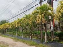 Hình ảnh Pháp lý rõ ràng đất BÔNG TRANG - THANH PHƯỚC giá mềm 523tr SHR