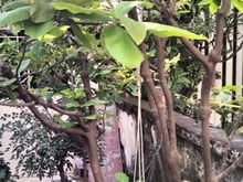 Hình ảnh Bán nhà hẻm xe hơi Hoà Hưng quận 10