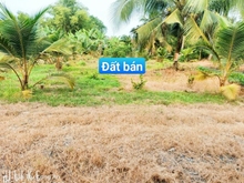 Hình ảnh Chính chủ bán đất thổ 1332m2 ở LẠC TẤN, TÂN TRỤ, LONG AN giá Trang MB66.COM Chính Thức - MB 66 Uy Tín