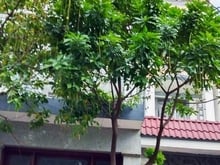Hình ảnh MTKD 6 tầng thang máy Mai Xuân Thưởng Q6 100m2 6.5x19, giá 30 tỷ TL