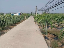 Hình ảnh Chính chủ bán đất LÚA THANH PHÚ LONG, CHÂU THÀNH, LONG AN giá Trang MB66.COM Chính Thức - MB 66 Uy Tín