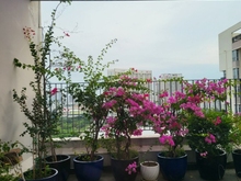 Hình ảnh Chuyên Bán, Cho Thuê CĂN HỘ STAR HILL Q7 (CĐT PHÚ MỸ HƯNG)