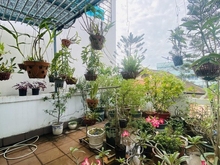 Hình ảnh Bán Biệt Thự mặt tiền Phường 7, QUận 3 giá 41 tỷ
