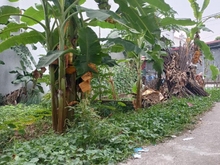 Hình ảnh 📌📌📌Bán đất yên Nghĩa- Hà Đông