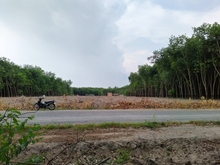 Hình ảnh Cần mua 5000m2 đất Lộc Hòa, Lộc An, huyện Lộc Ninh, Tỉnh Bình Phước