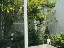 Hình ảnh Bán Nhà Gò Vấp, HXH, Đường Lê Đức Thọ, 5.5 x 19m, Giá 7.5 tỷ.