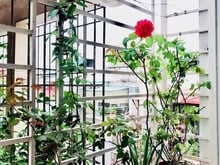 Hình ảnh Bán gấp NHÀ DÂN XÂY Phố VIP Đào Tấn LÔ GÓC 3THOÁNG KINH DOANH 6.2tỷ