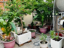 Hình ảnh NGỘP Mặt tiền Gò Ô Môi Phú Thuận Quận 7. 150m2