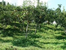 Hình ảnh Cần bán Đất trang trại trồng cây ăn trái tại Huyện Cẩm Mỹ