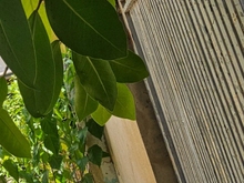 Hình ảnh Gấp bán! Nhà nát sát mặt tiền Huỳnh Tấn Phát, 80m2 vuông vức, nhỉnh 5