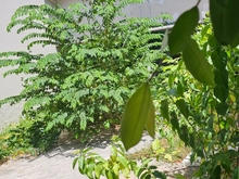 Hình ảnh Bán nhà nát, lô nhì đường Huỳnh Tấn Phát, 80m2 thông số cực đẹp, 6 tỷ
